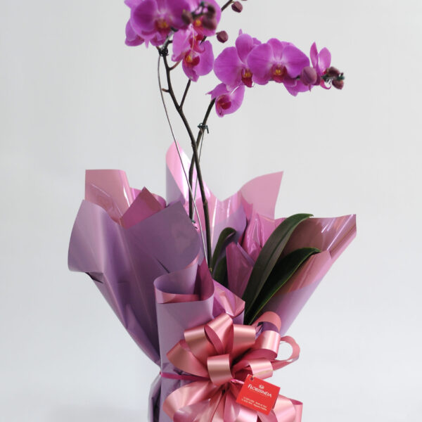 25 - Orquídea Phalaenopsis no Celofane