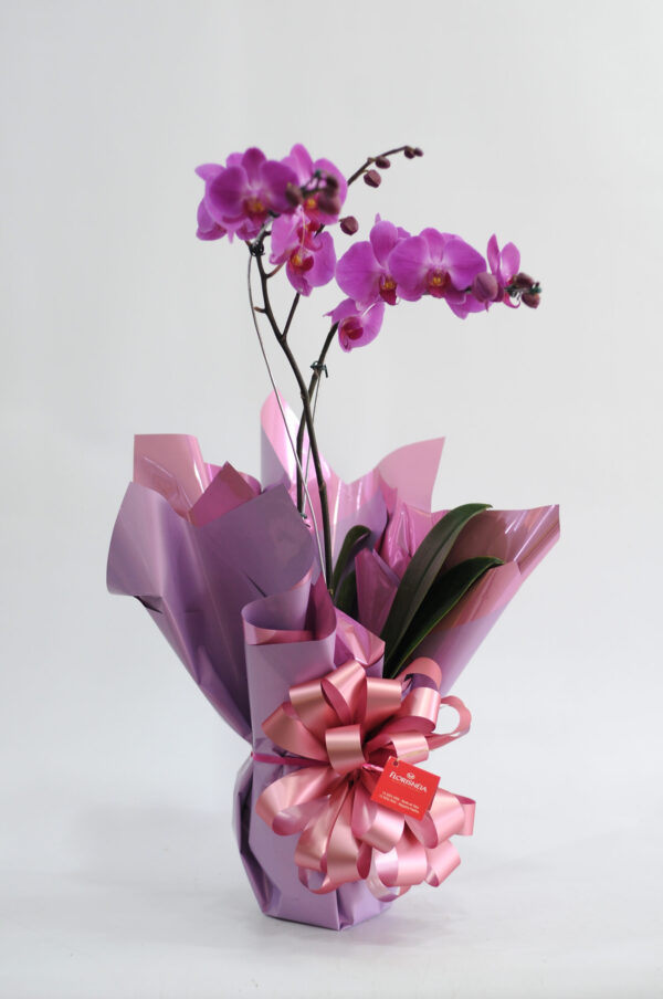 25 - Orquídea Phalaenopsis no Celofane