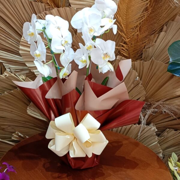 31 - Orquídea Phalaenopsis no Celofane