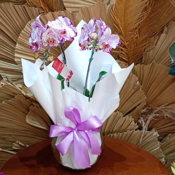 33 - Orquídea Phalaenopsis no Vaso de Vidro