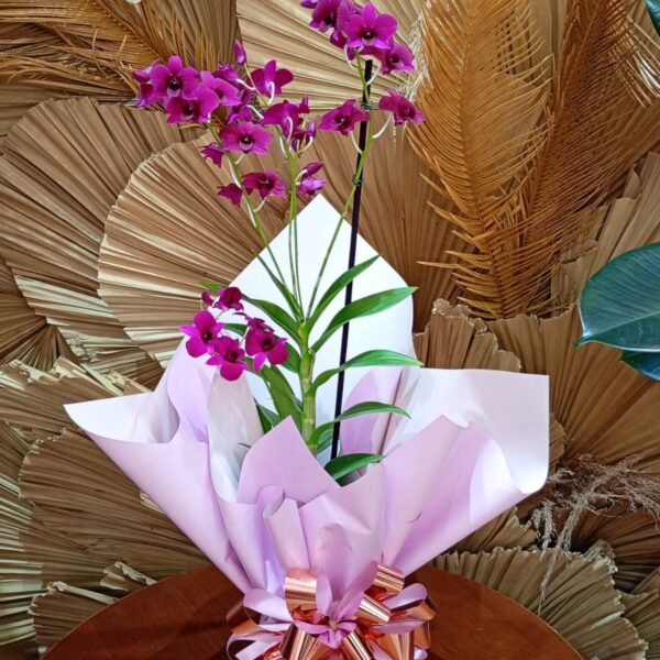37 - Orquídea Denphal no Papel Celofane
