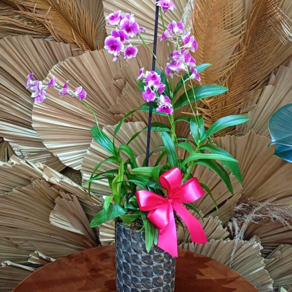 38 - Orquídea Denphal no Vaso Ceramico