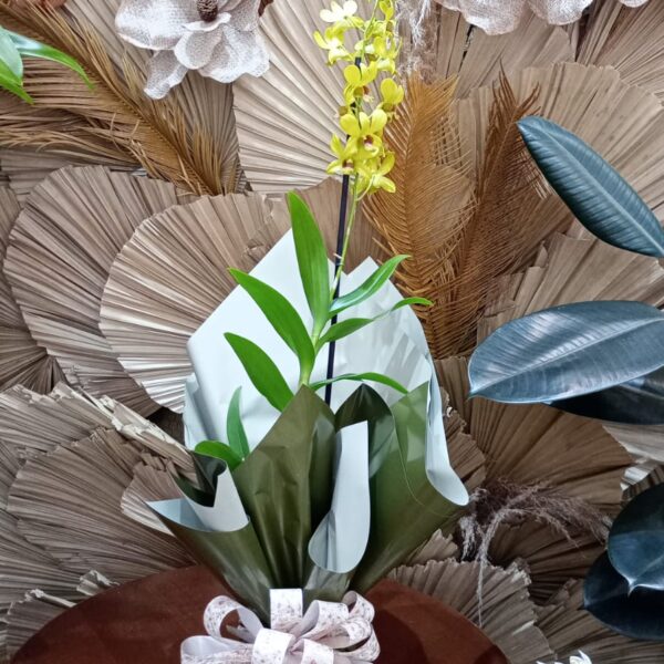 40 - Orquídea Denphal no Papel Celofane