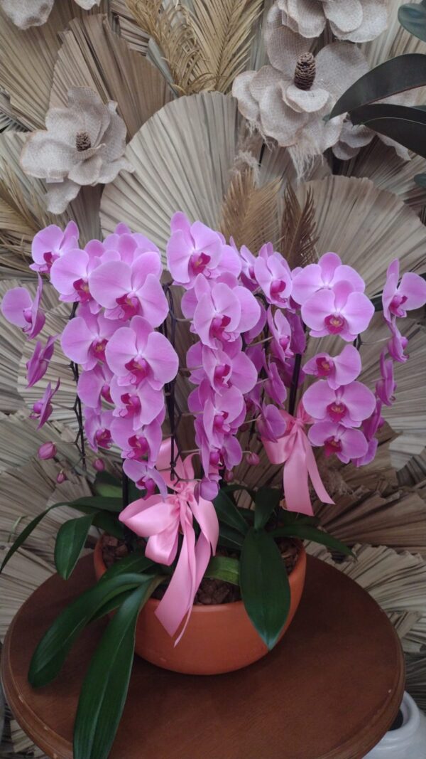 Orquidea Maxi Marcelo Almeida 5 Hastes Phalaenopsis