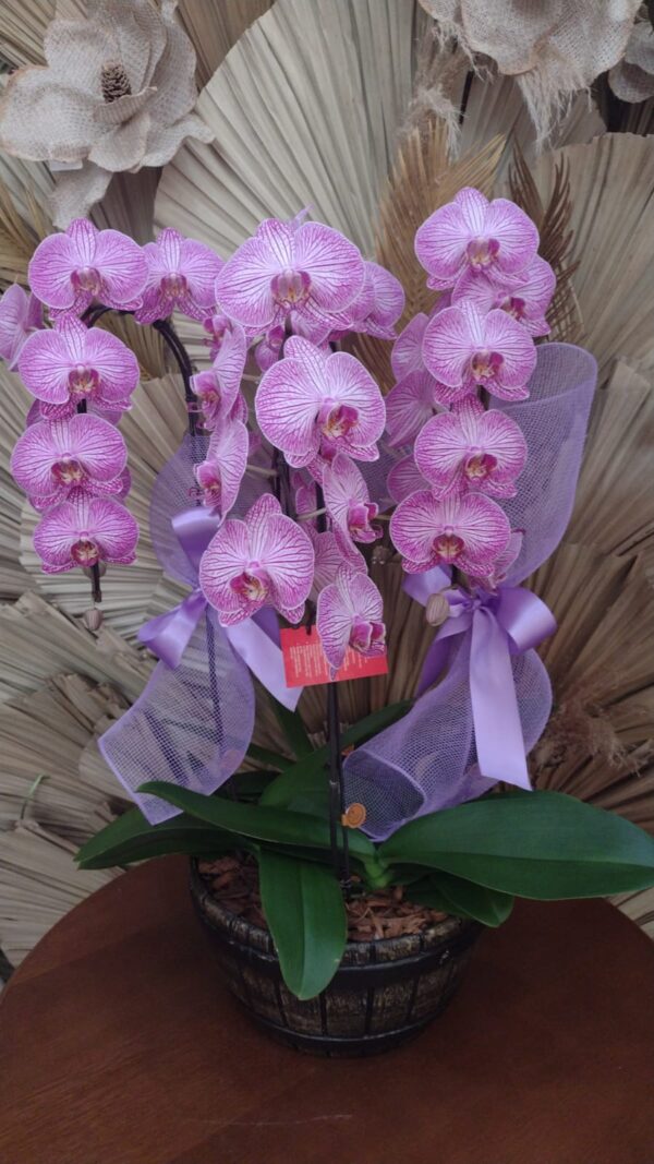 Orquídea Tina Marcelo Almeida 4 Hastes Phalaenopsis