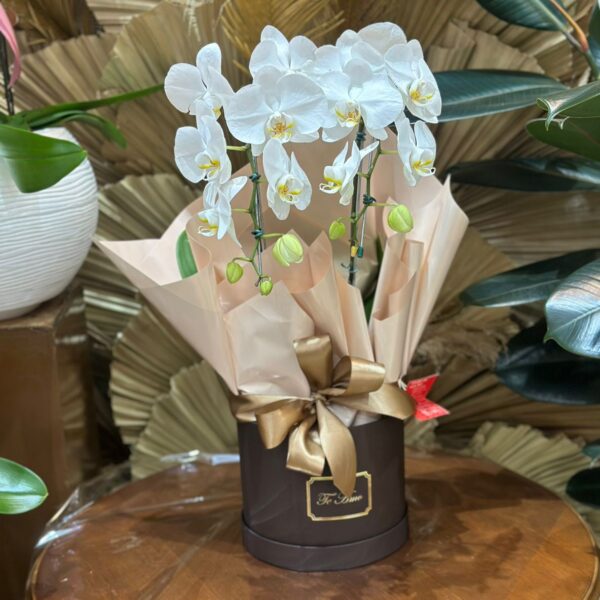 34 - Orquídea Phalaenopsis na Caixa Exclusiva Florisneia