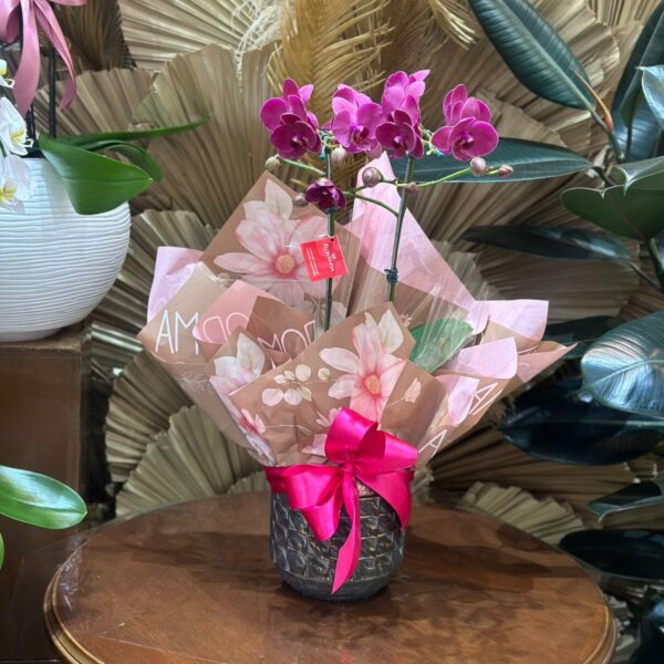 36 - Orquídea Phalaenopsis no Vaso Cerâmico