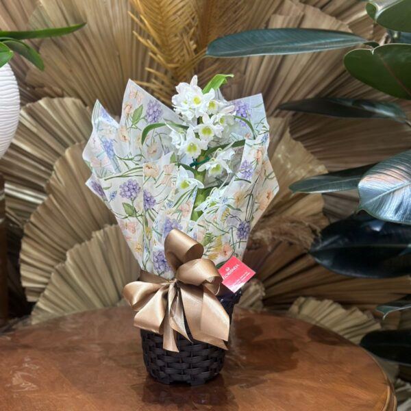 38 - Orquídea Dendrobium no Cachepo de Fibra Mini