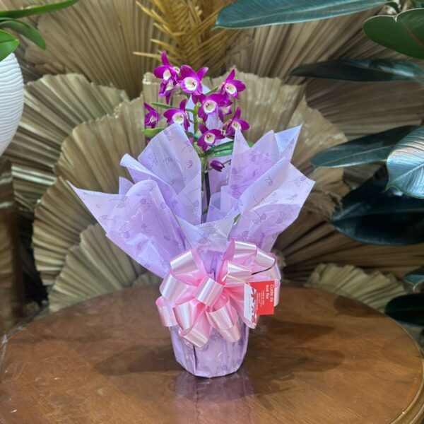 37 - Orquídea Dendrobium no Celofane