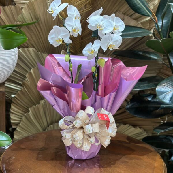 33 - Orquídea Phalaenopsis no Celofane