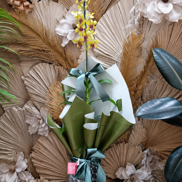 41 - Orquídea Denphal no Vaso Ceramico