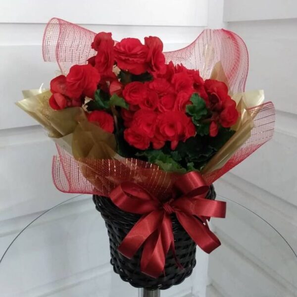 39 - Begônia Vermelha no Cachepo de Fibra