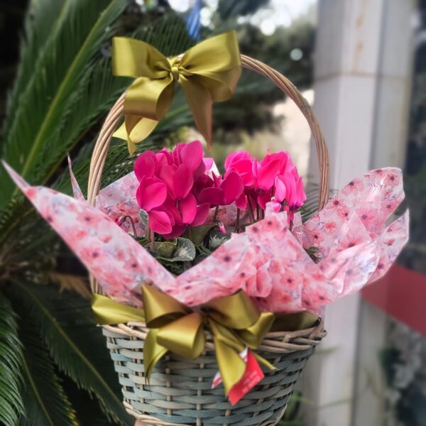 Ciclame Pink no Cesto